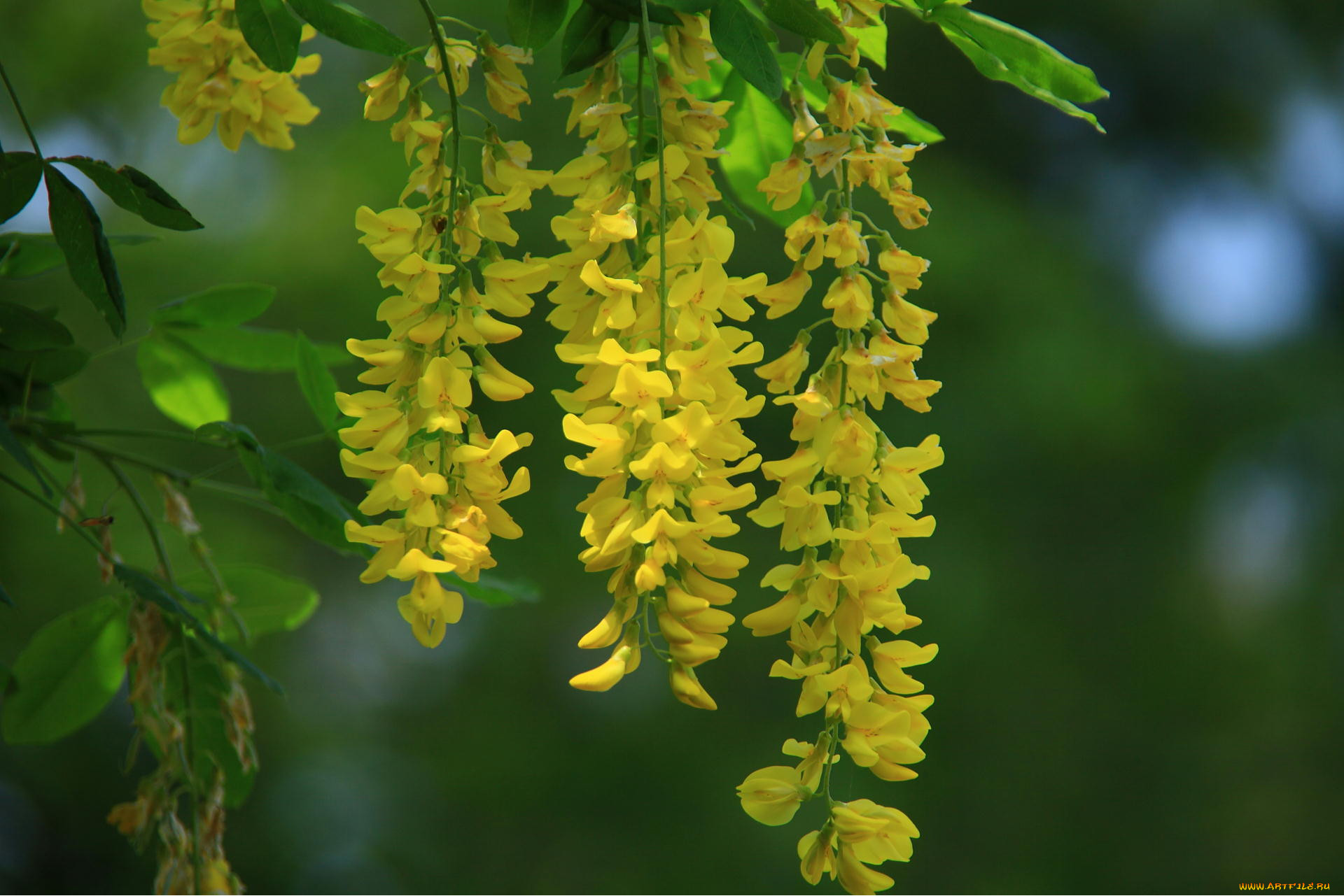 Цветущая акация желтая. Акация Карагана. Карагана древовидная (Caragana arborescens). Акация Карагана древовидная Турция. Карагана древовидная соцветие.